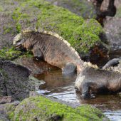  Galapagos